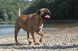 BULLMASTIFF 050